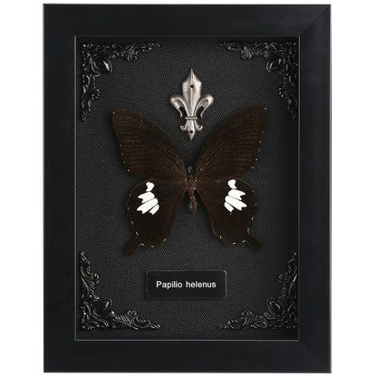 Real Butterfly Framed Taxidermy