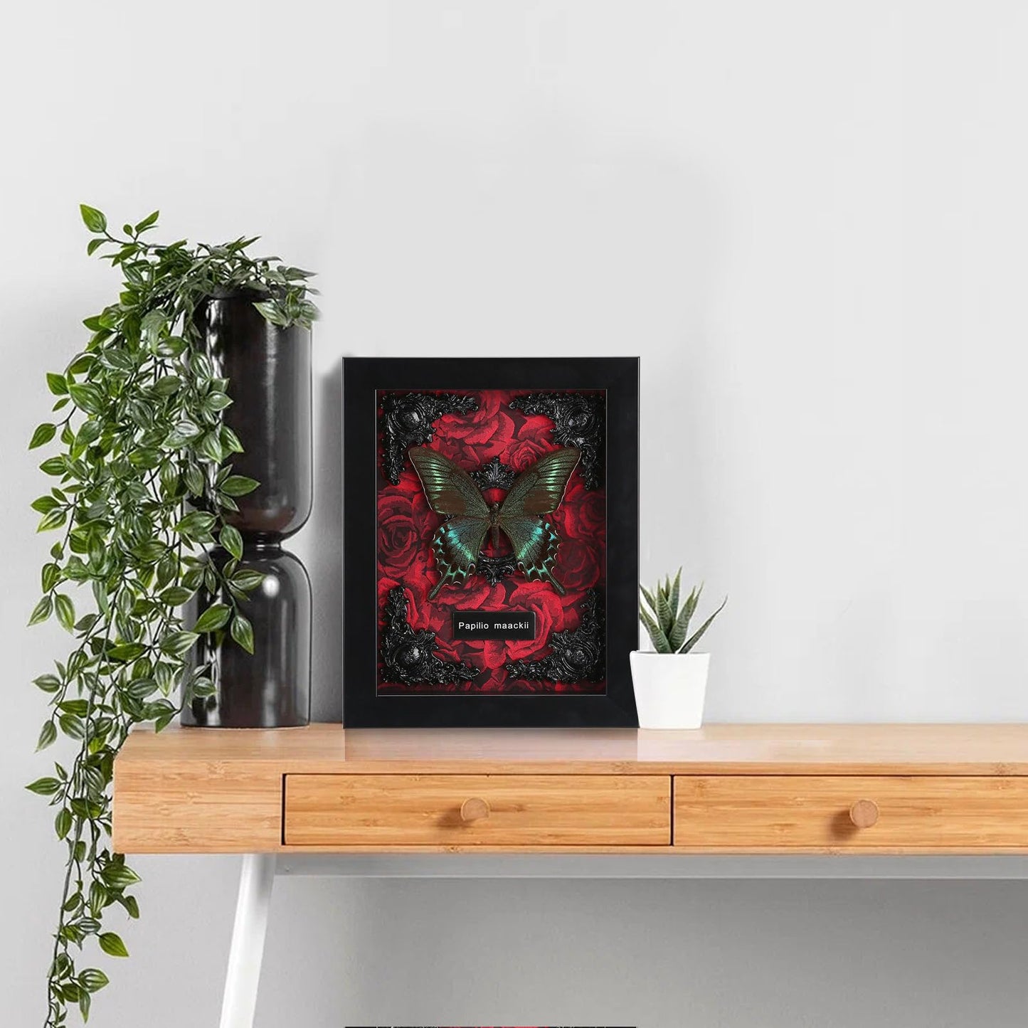 Real Butterfly Framed Taxidermy