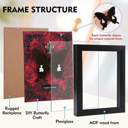 Real Butterfly Framed Taxidermy