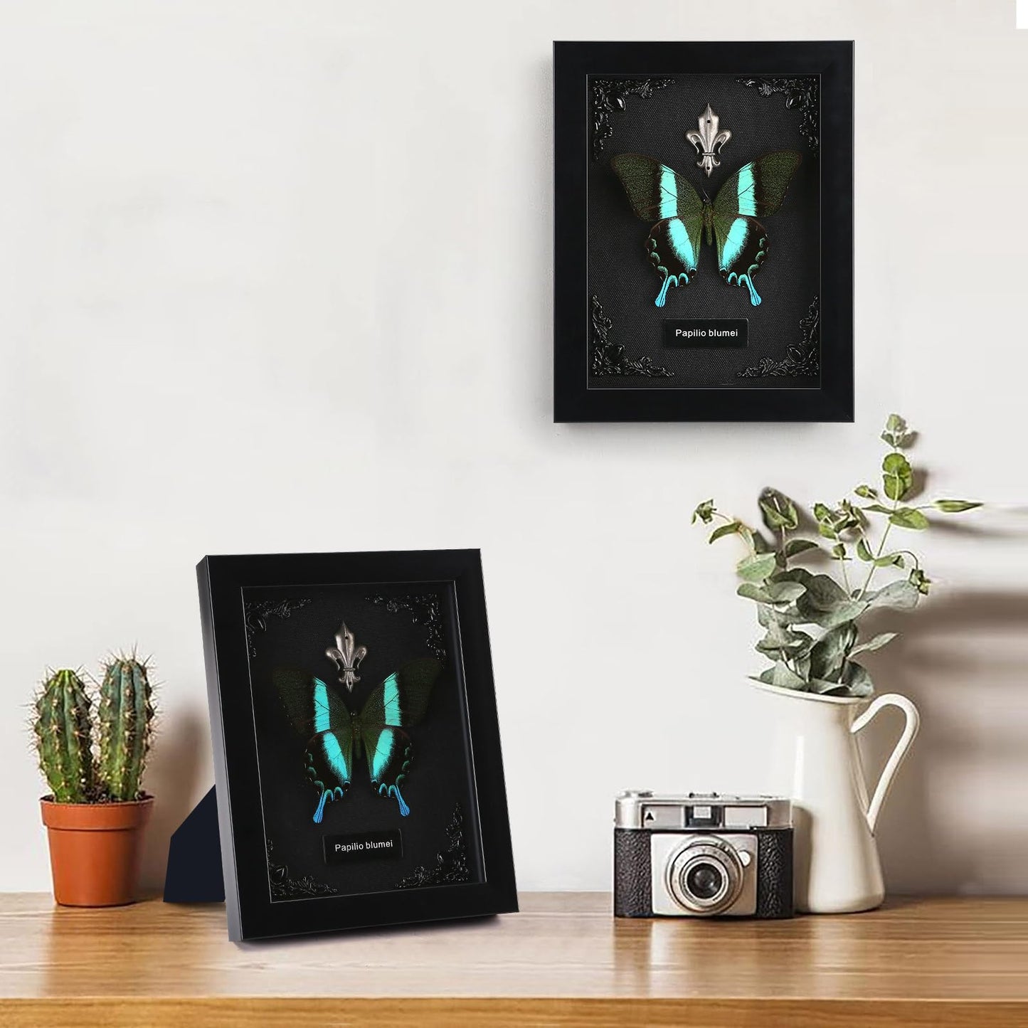 Real Butterfly Framed Taxidermy