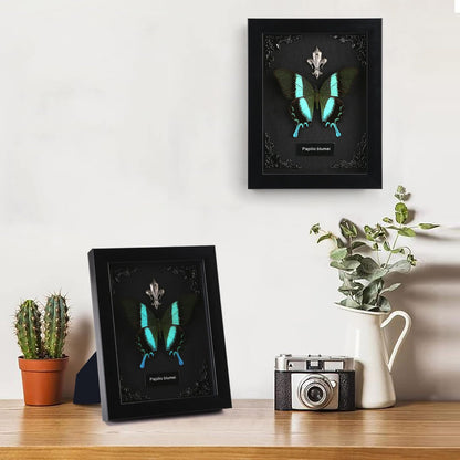 Real Butterfly Framed Taxidermy