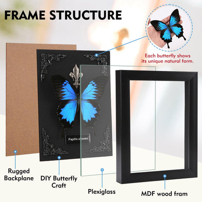 Real Butterfly Framed Taxidermy