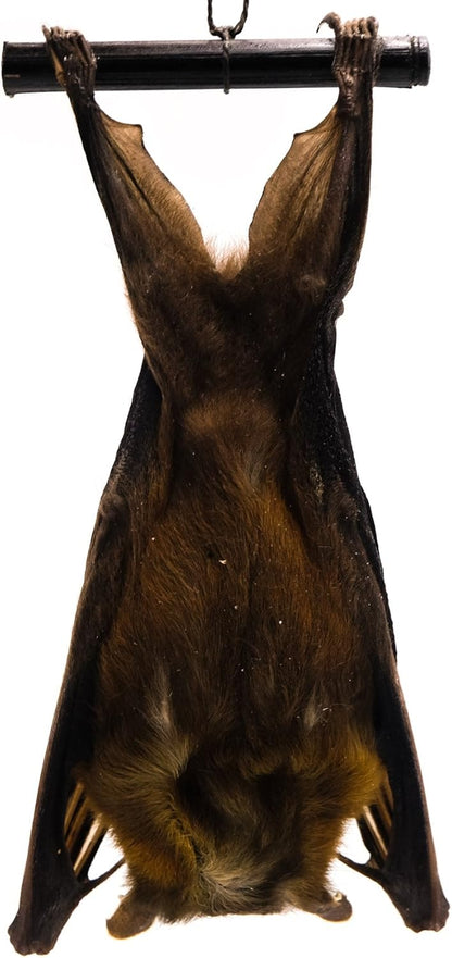 Real Hanging Short-Nosed Fruit Bat