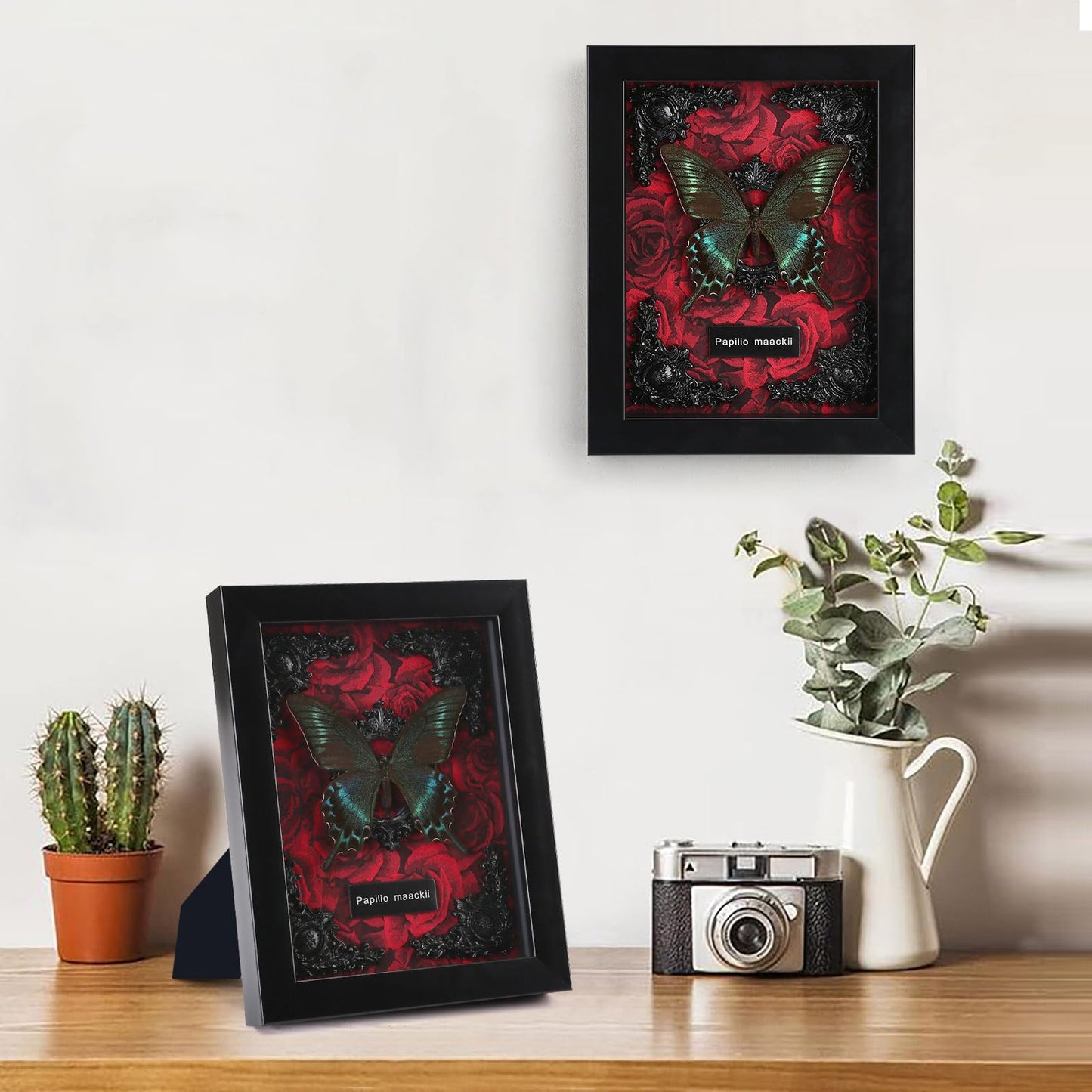 Real Butterfly Framed Taxidermy