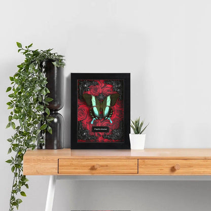 Real Butterfly Framed Taxidermy