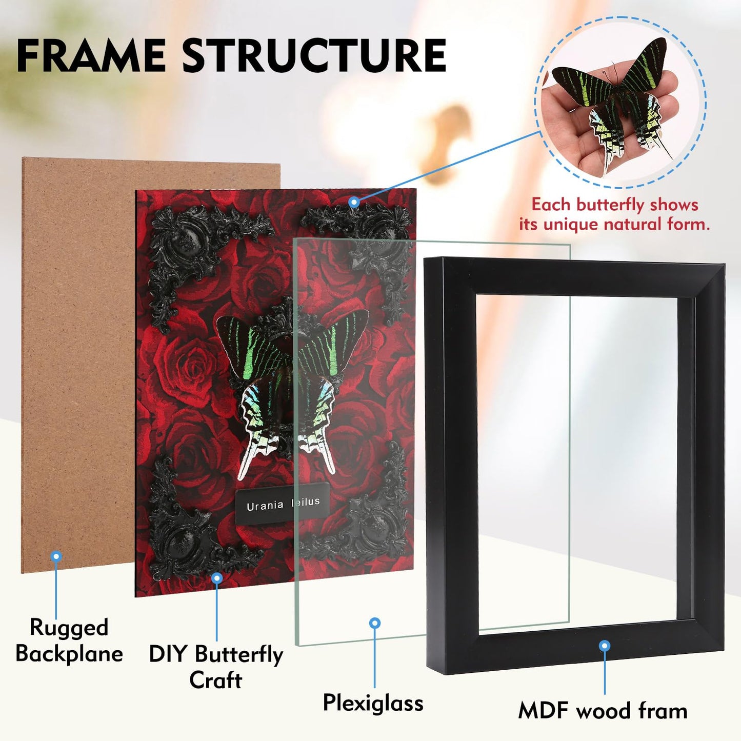 Real Butterfly Framed Taxidermy