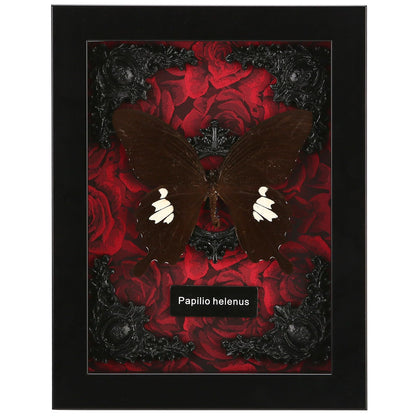 Real Butterfly Framed Taxidermy
