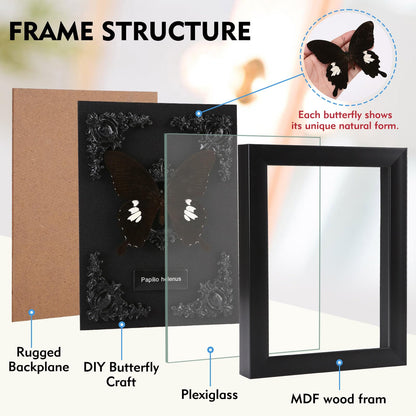 Real Butterfly Framed Taxidermy