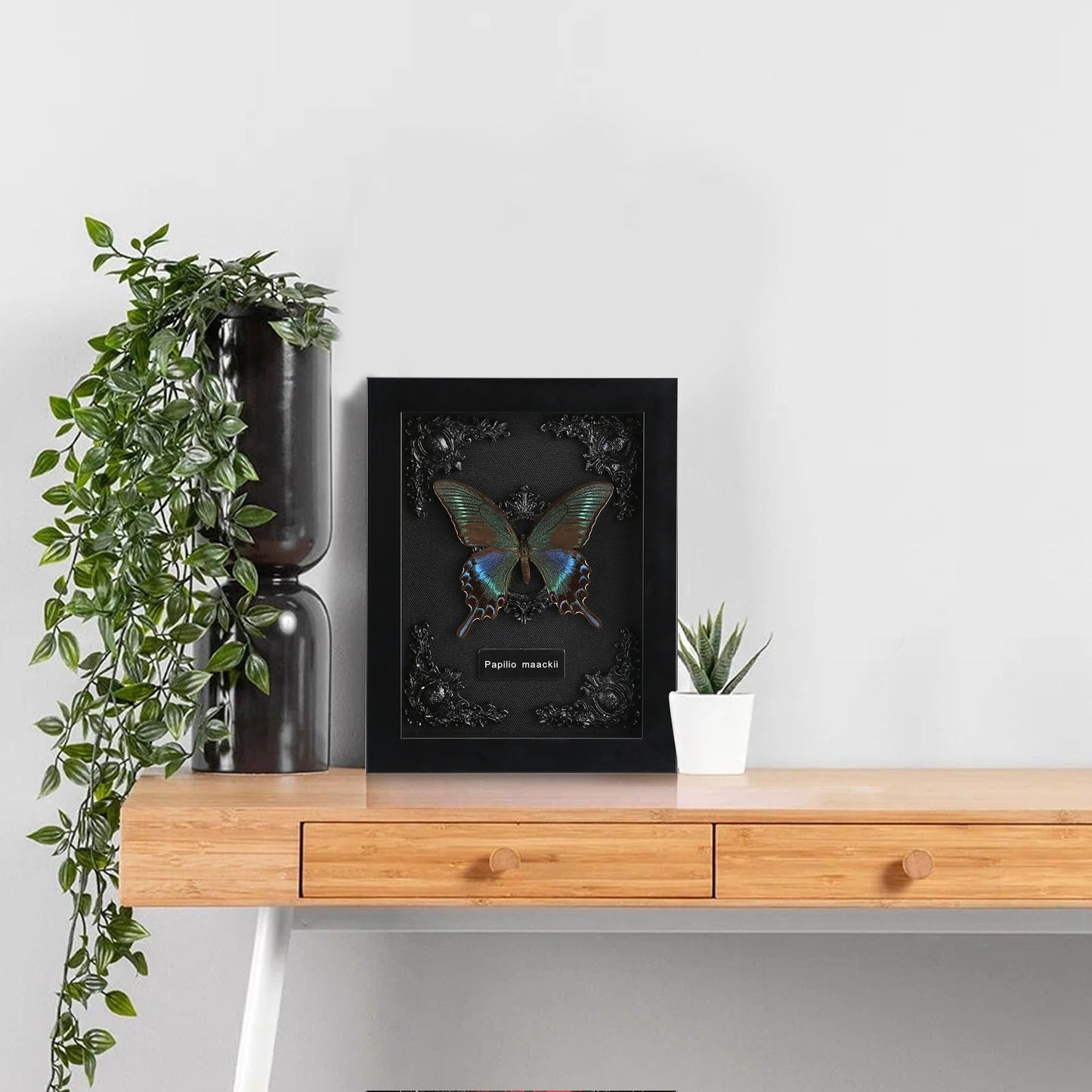 Real Butterfly Framed Taxidermy