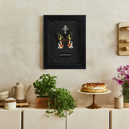 Real Butterfly Framed Taxidermy