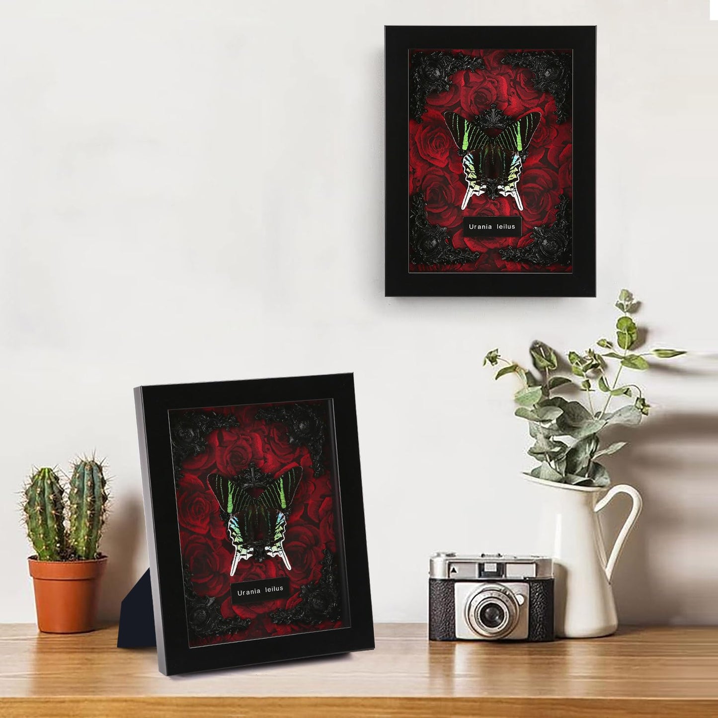 Real Butterfly Framed Taxidermy