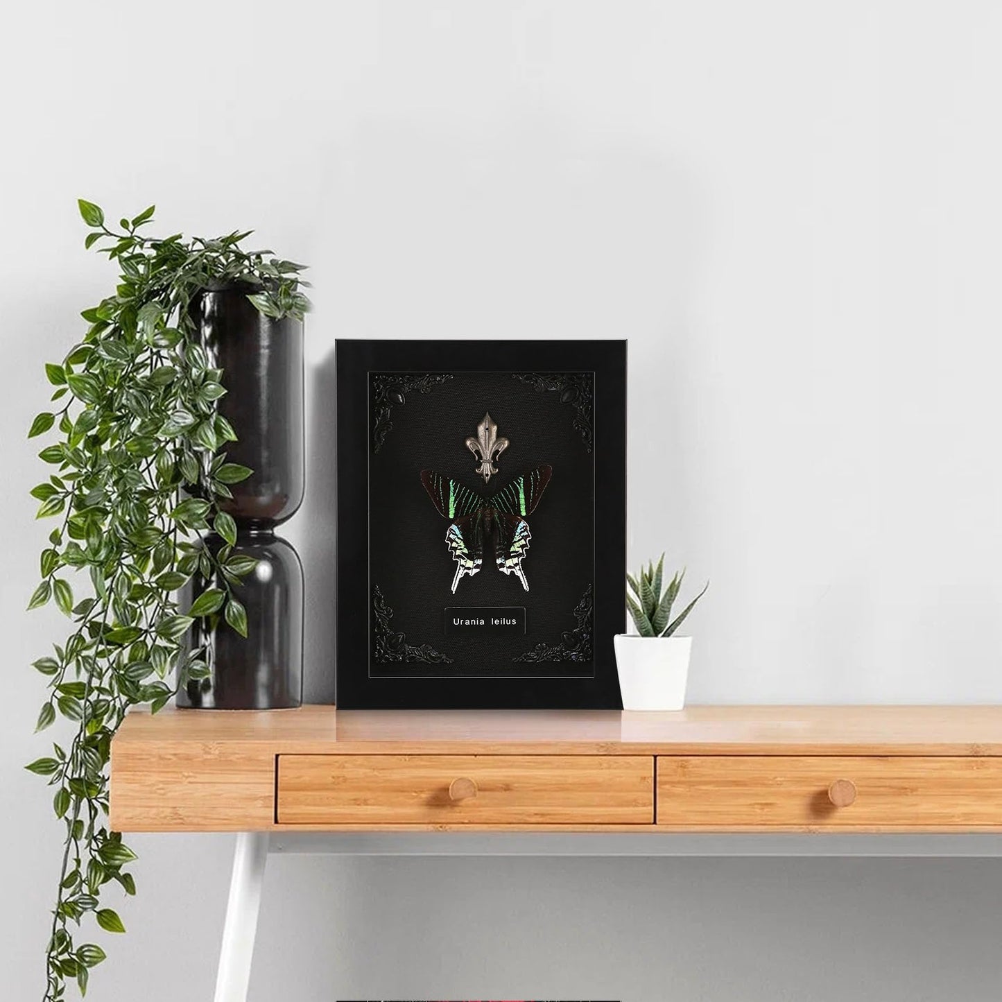 Real Butterfly Framed Taxidermy