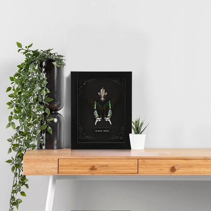 Real Butterfly Framed Taxidermy