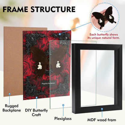 Real Butterfly Framed Taxidermy