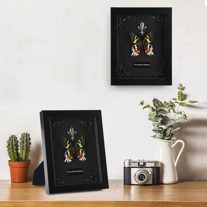 Real Butterfly Framed Taxidermy