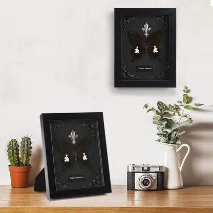 Real Butterfly Framed Taxidermy