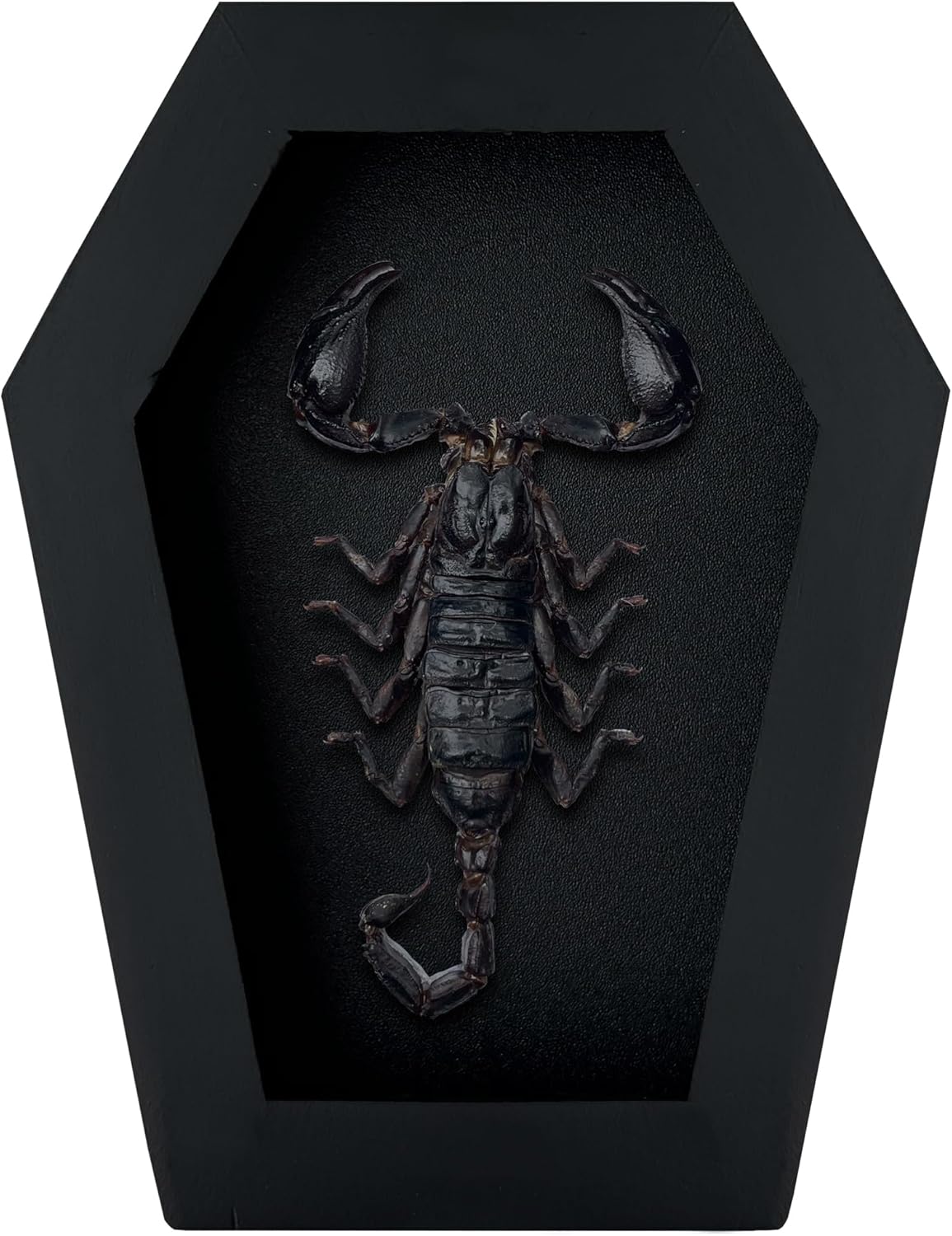 Scorpion in Coffin Frame