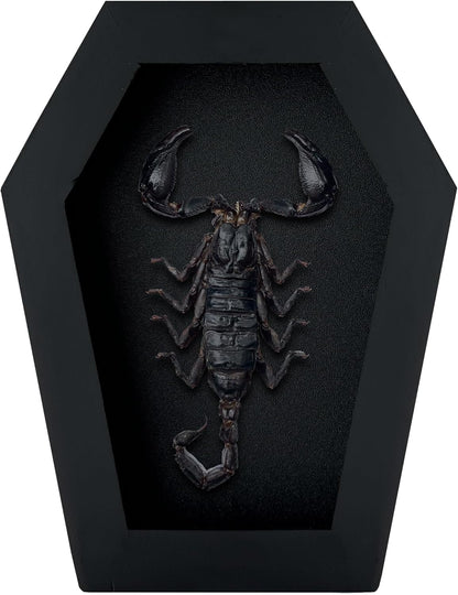 Scorpion in Coffin Frame