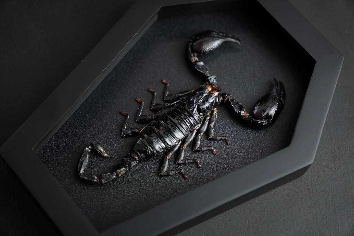 Scorpion in Coffin Frame