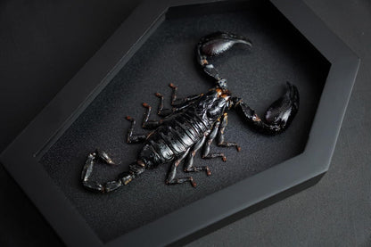 Scorpion in Coffin Frame