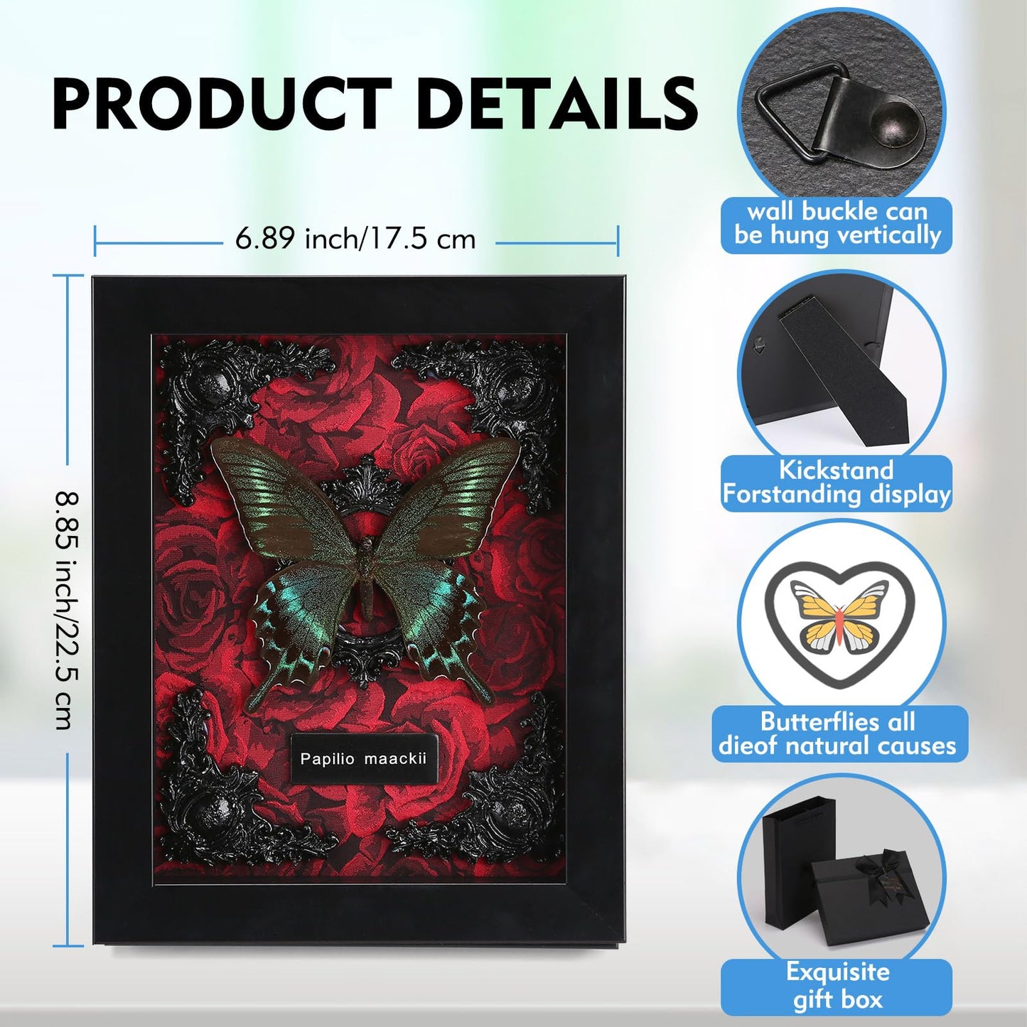 Real Butterfly Framed Taxidermy