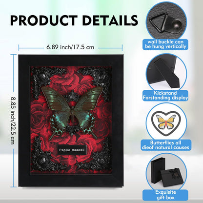 Real Butterfly Framed Taxidermy