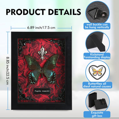 Real Butterfly Framed Taxidermy