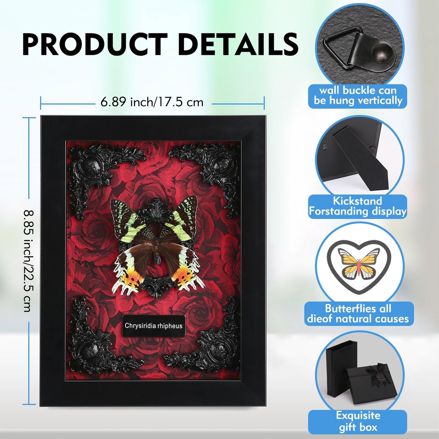 Real Butterfly Framed Taxidermy