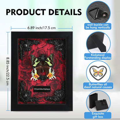 Real Butterfly Framed Taxidermy