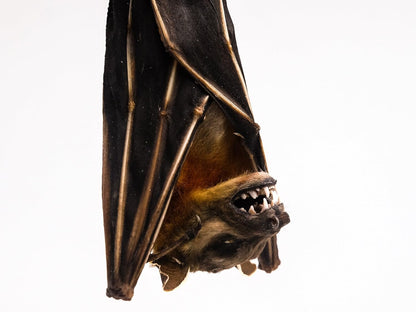 Real Hanging Short-Nosed Fruit Bat
