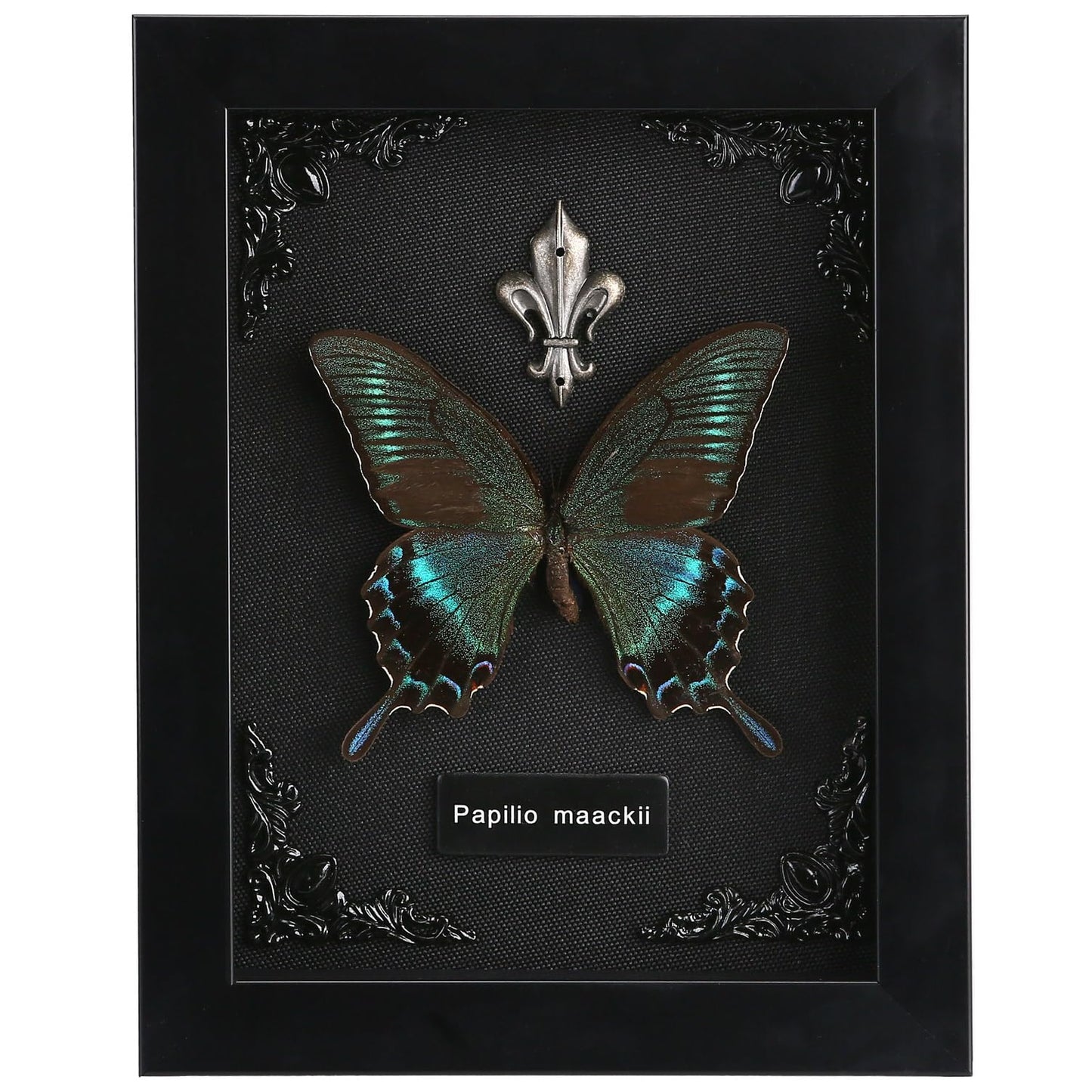 Real Butterfly Framed Taxidermy