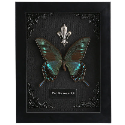 Real Butterfly Framed Taxidermy