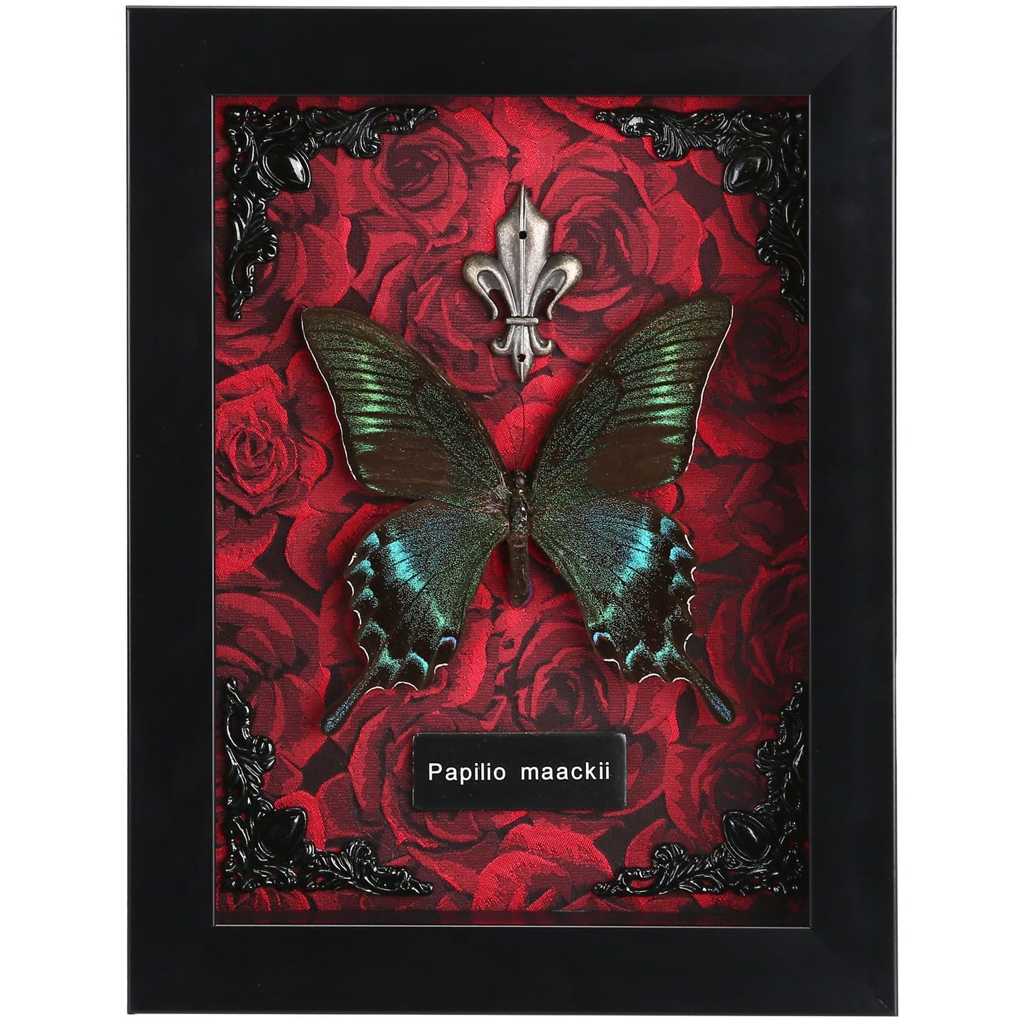 Real Butterfly Framed Taxidermy