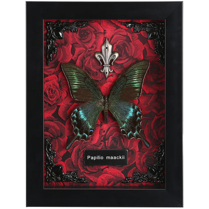 Real Butterfly Framed Taxidermy