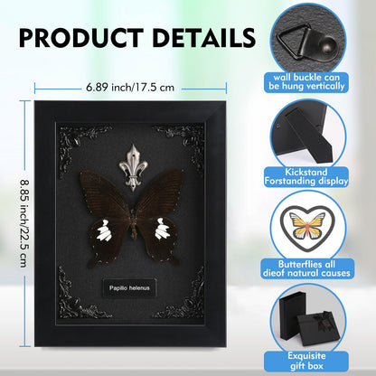 Real Butterfly Framed Taxidermy