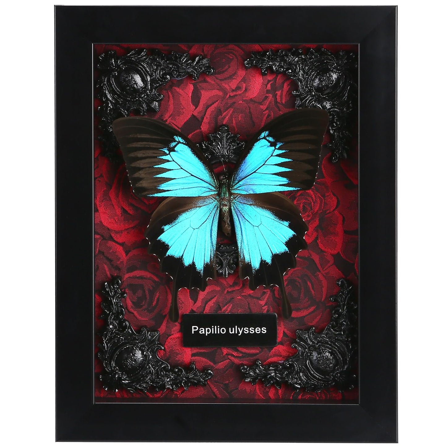 Real Butterfly Framed Taxidermy
