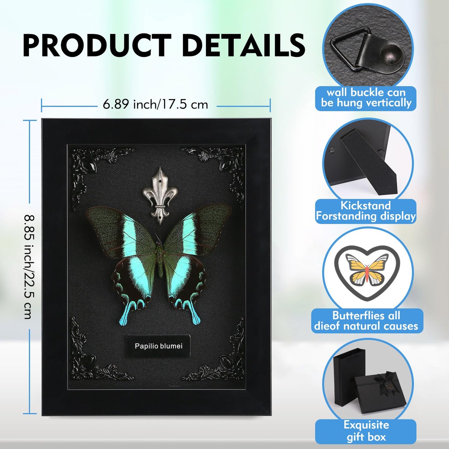 Real Butterfly Framed Taxidermy