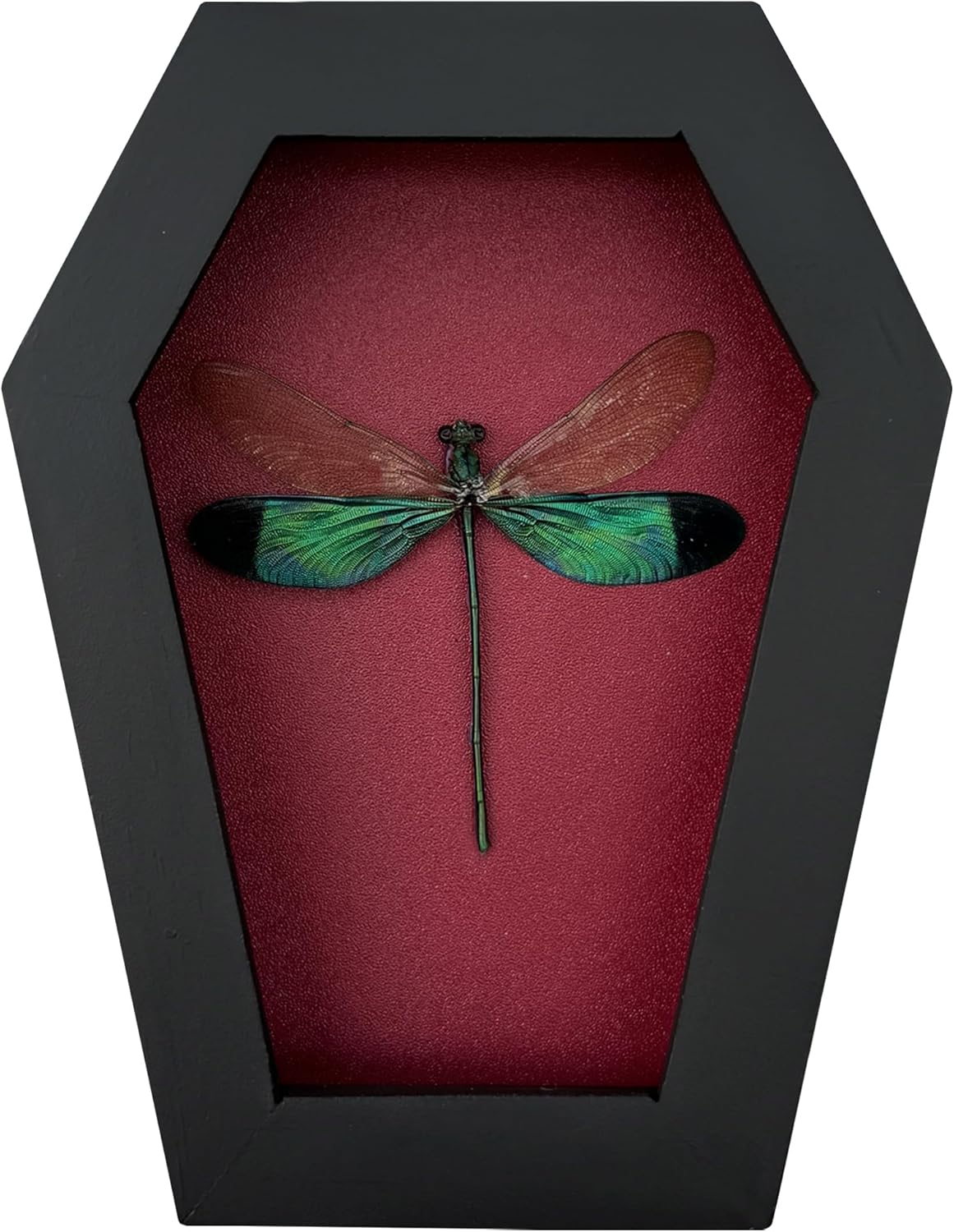 Dragonfly in Coffin Frame