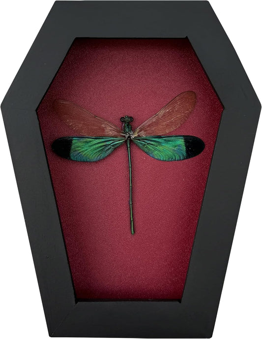 Dragonfly in Coffin Frame