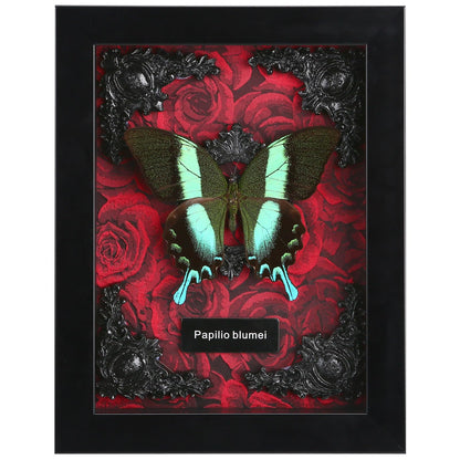 Real Butterfly Framed Taxidermy
