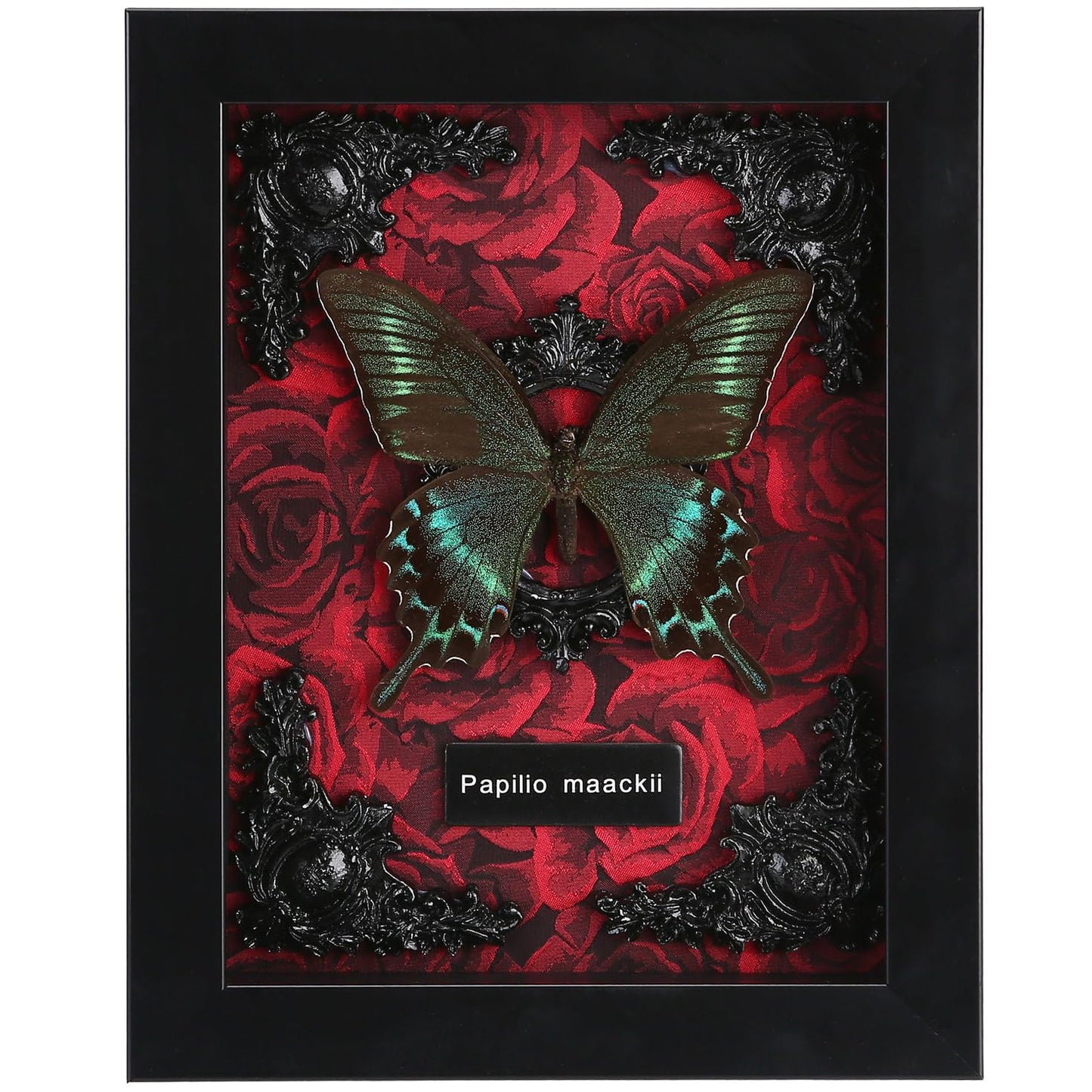 Real Butterfly Framed Taxidermy