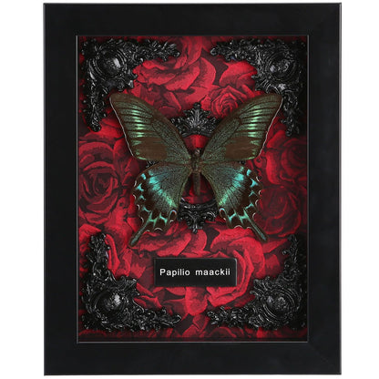 Real Butterfly Framed Taxidermy