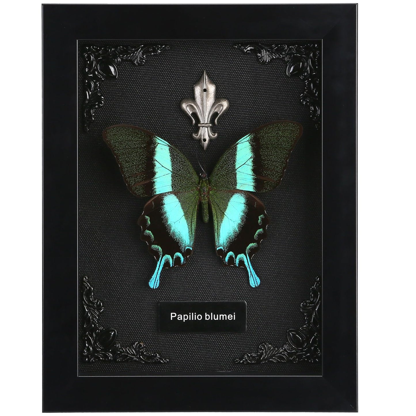 Real Butterfly Framed Taxidermy