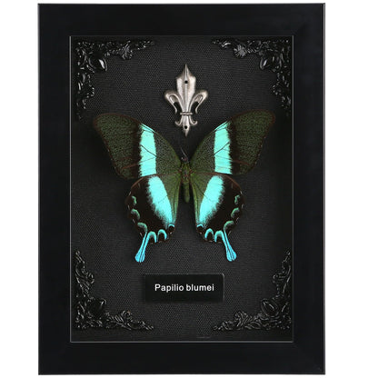 Real Butterfly Framed Taxidermy