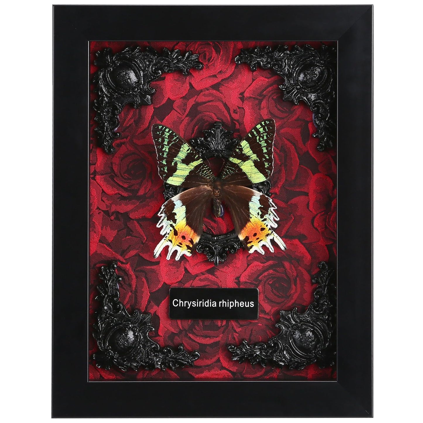 Real Butterfly Framed Taxidermy