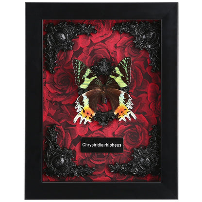 Real Butterfly Framed Taxidermy