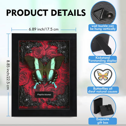 Real Butterfly Framed Taxidermy