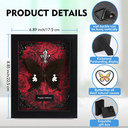 Real Butterfly Framed Taxidermy