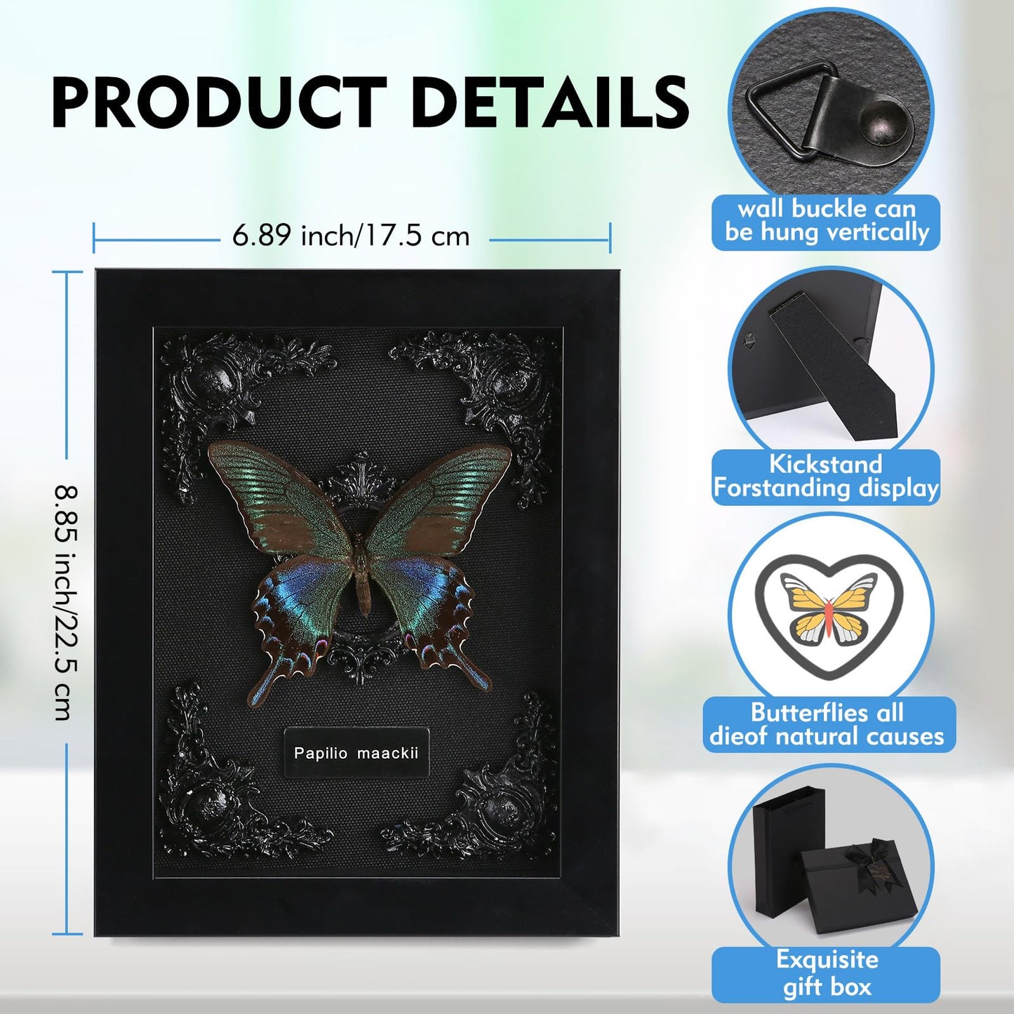 Real Butterfly Framed Taxidermy