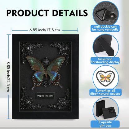 Real Butterfly Framed Taxidermy